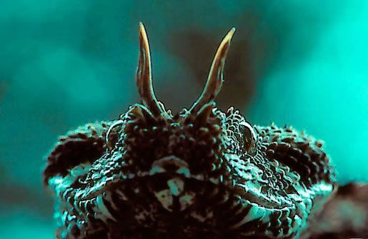 A closeup of the horns atop the nose of the rhino viper. 