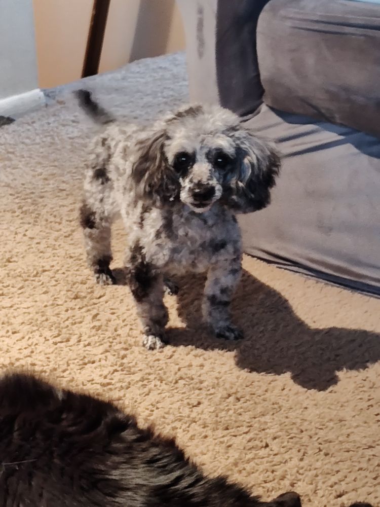 A grey merle toy poodle mix with a shaved face and feet stares at the camera.