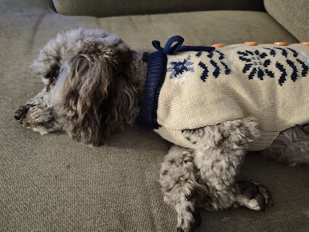 A grey merle toy poodle mix with a shaved face, wearing a tan sweater with a navy and powder blue snowflake pattern and navy collar and bow, lays on a light grey couch.
