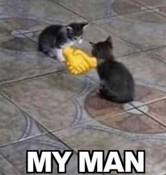 My man meme with two cats shaking hands