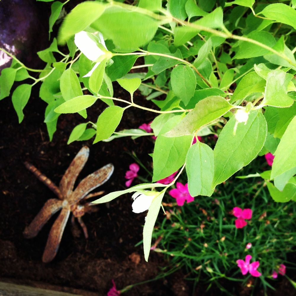 Libelle von und zu Blumenhausen