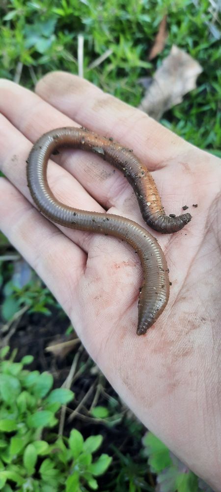 Schöner großer Regenwurm liegt auf meiner ausgestreckten Hand. 