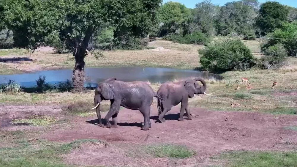 Two elephants having dust baths. 