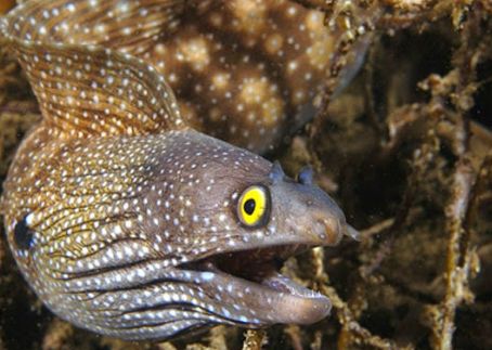 An underwater photo of an eel-- mottled brown with blue spots on face, ridges behind the face, and dorsal fin.  Mouth agape, yellow eye wide, it looks quite surprised.
