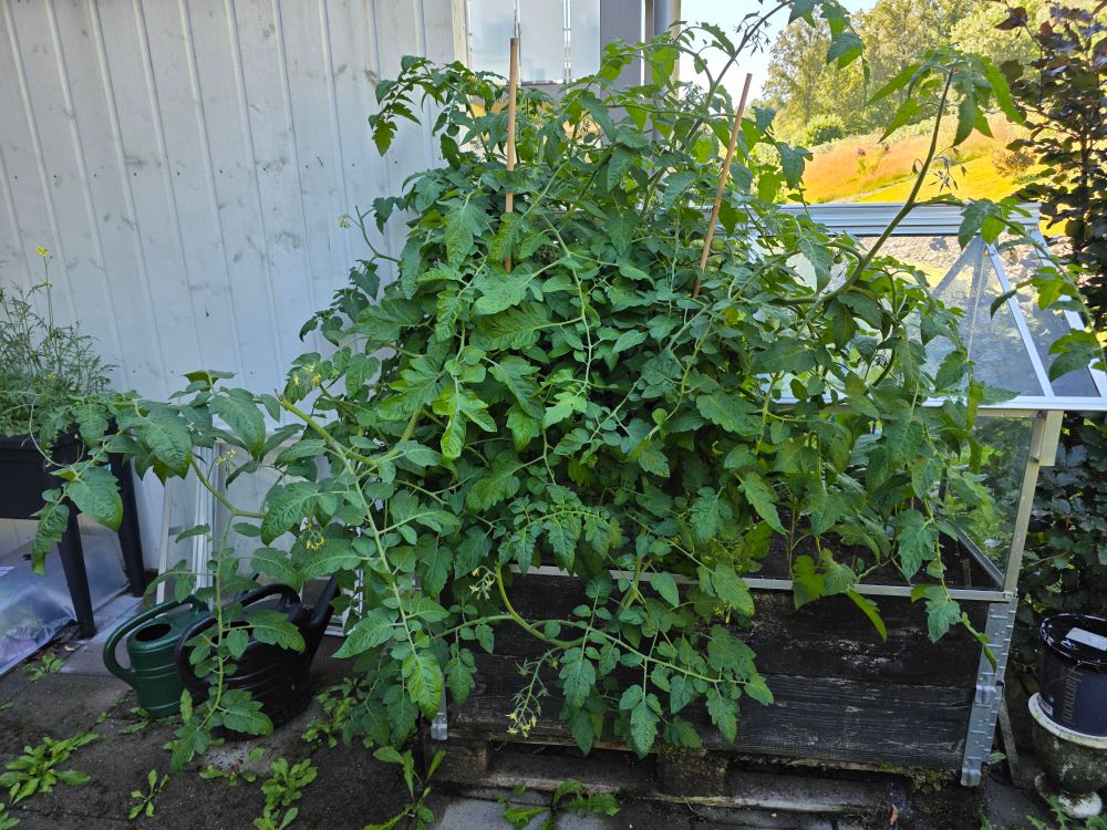 En tomatplante som forsøker å rømme fra drivhuset sitt