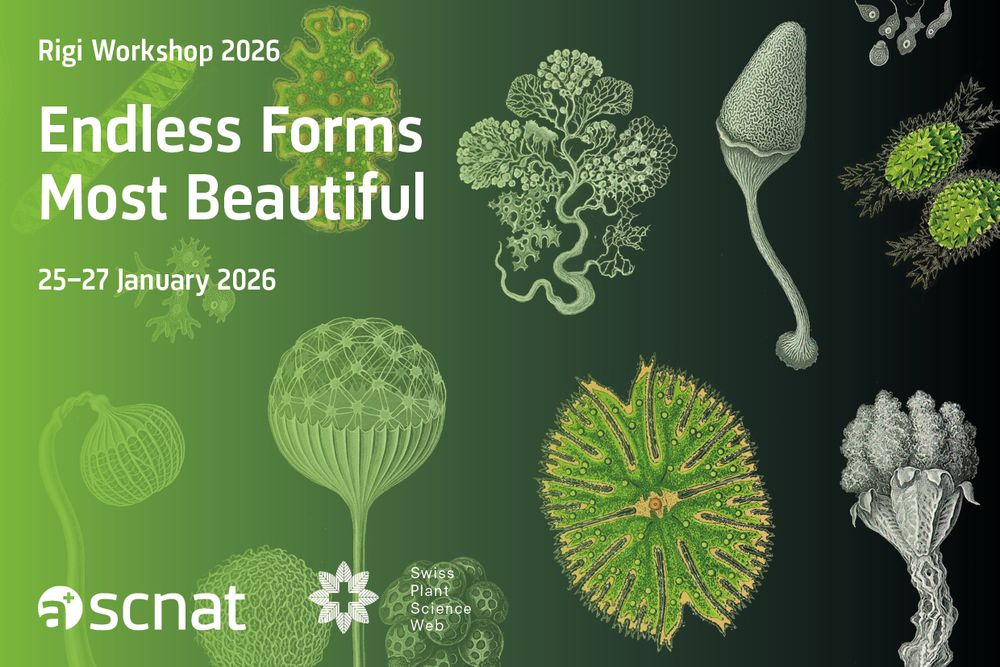 The Rigi Workshop 2026 (with the motto "Endless Forms Most Beautiful") will take place from 25 to 27 January 2026. PhD students and Post-docs can apply now!