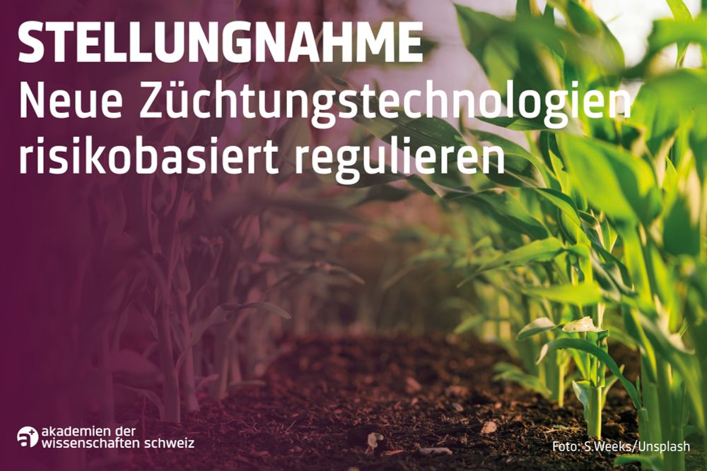 Illustrationsbild mit Pflanzen und folgendem Text: «Stellungnahme – Neue Züchtungstechnologien risikobasiert regulieren». Das Züchtungstechnologiengesetz (NZTG) ist derzeit in der Vernehmlassung. Die Akademien der Wissenschaft Schweiz (a+) unterstützen grundsätzlich den Ansatz, neue Verfahren wie CRISPR/Cas risikobasiert zu regulieren. Die Regulierung müsse jedoch stärker auf die Eigenschaften der Pflanzen ausgerichtet sein und nicht primär auf Züchtungsverfahren. Auch beim Nachweis eines Mehrwerts, bei Freisetzungsversuchen und bei der praktischen Umsetzbarkeit von Kennzeichnung und Rückverfolgbarkeit sehen die Akademien Klärungsbedarf.
