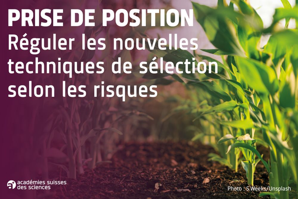 Image d'illustration avec des plantes et le texte suivant : « Prise de position - réguler les nouvelles techniques de sélection selon les risques ». La loi sur les nouvelles technologies de sélection (LNTS) est actuellement en consultation. Les Académies suisses des sciences (a+) saluent l'idée d'une réglementation fondée sur les risques pour les nouvelles technologies de sélection comme CRISPR/Cas. Toutefois, le projet de loi devrait porter davantage sur les caractéristiques des plantes et non en premier lieu sur la procédure de sélection. D'autres aspects (preuve de la plus-value, disséminations expérimentales, étiquetage et traçabilité, etc.) nécessitent en outre des clarifications.