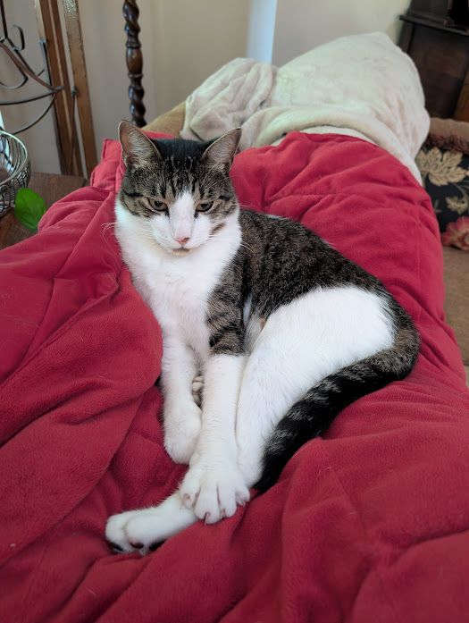 A dark grey and white cat laying on a cranberry-colored blanket on the back of a sofa
