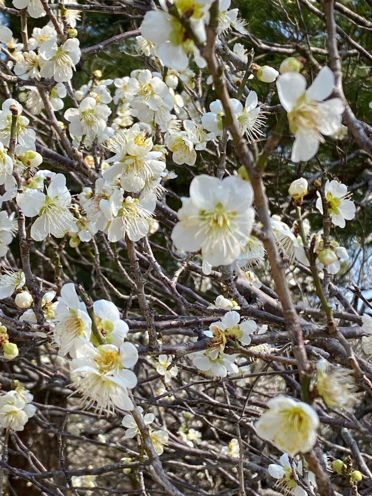 白い梅の花