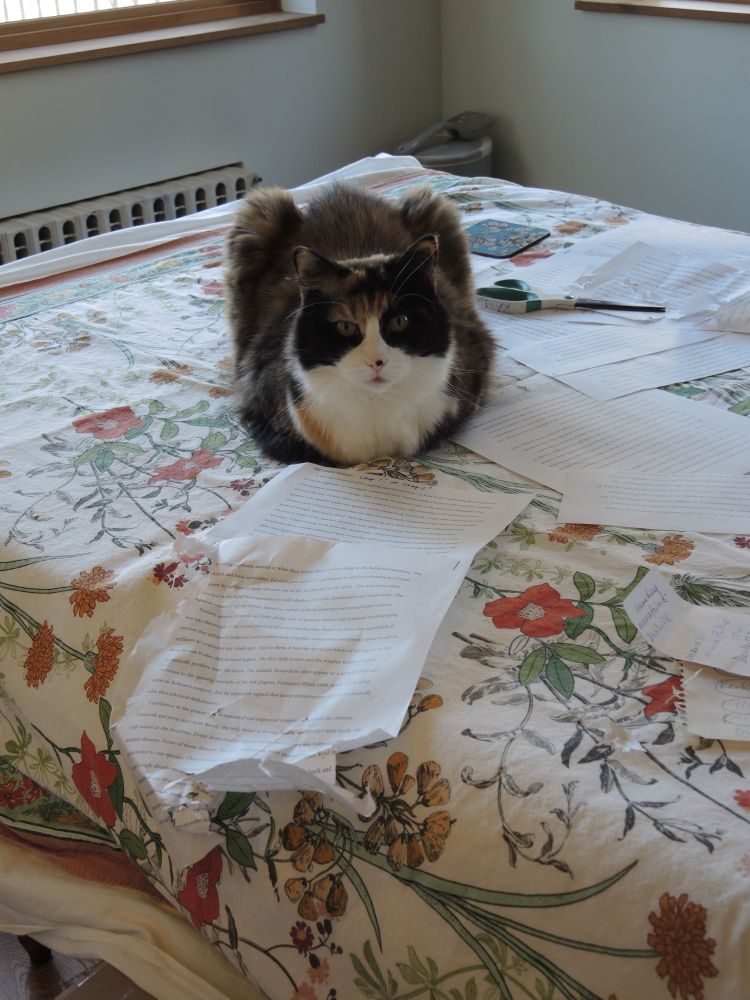 A long haired calico cat with a defiant expression on her face, stares into the camera while loafing in front of a manuscript she has just shredded.