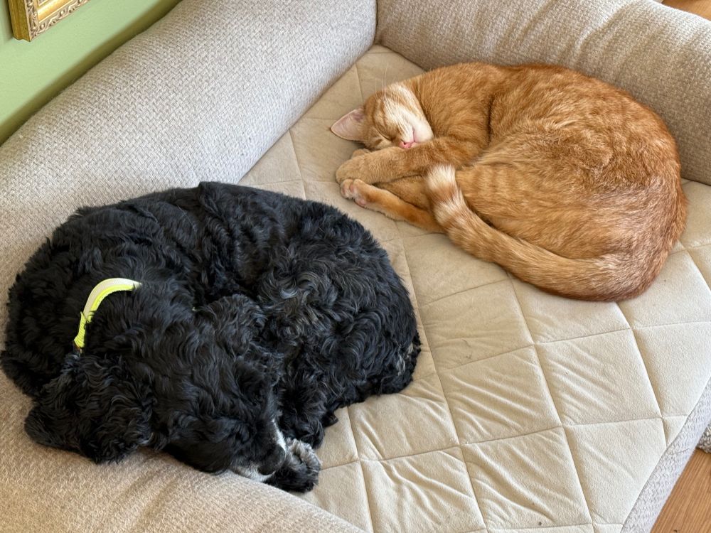 black dog and orange cat curled up next to each other on a beige dog bed, both sound asleep.