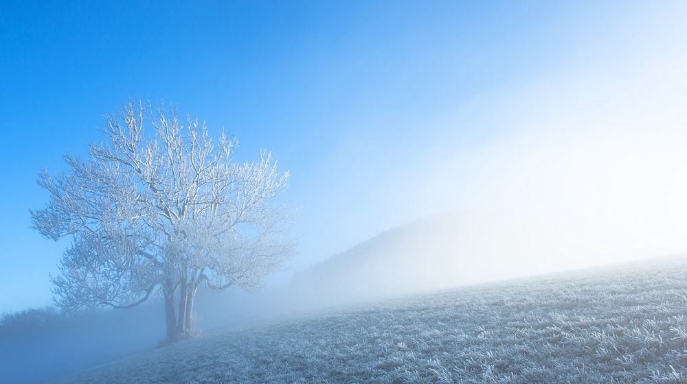 Arbre couvert de givre au milieu d’une prairie gélée