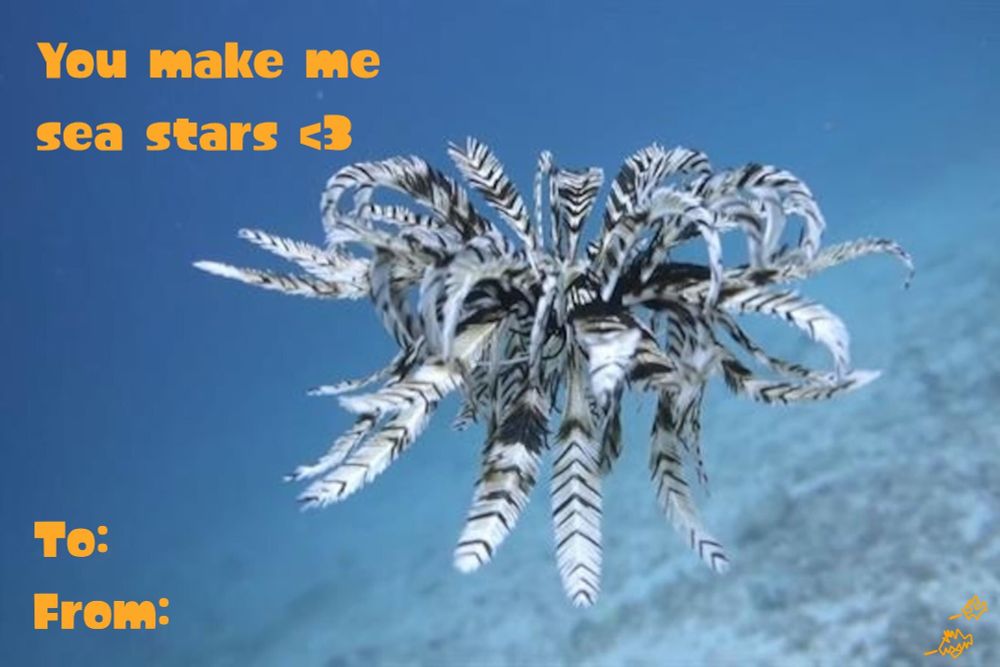 A crinoid with the text "You make me sea stars <3" 