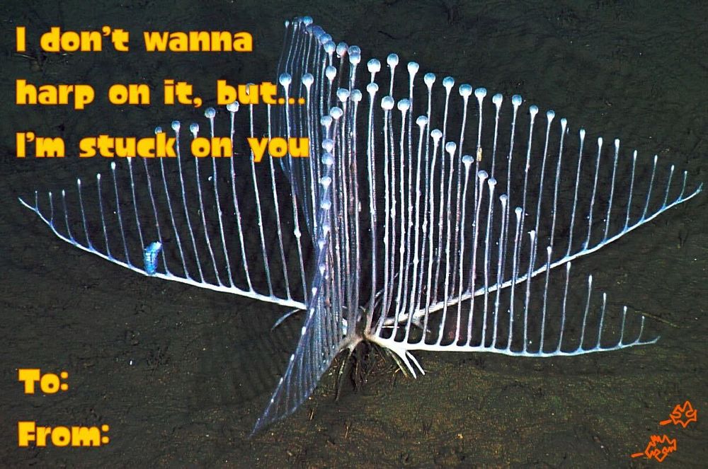 A harp sponge with the text "I don't wanna harp on it, but... I'm stuck on you" 