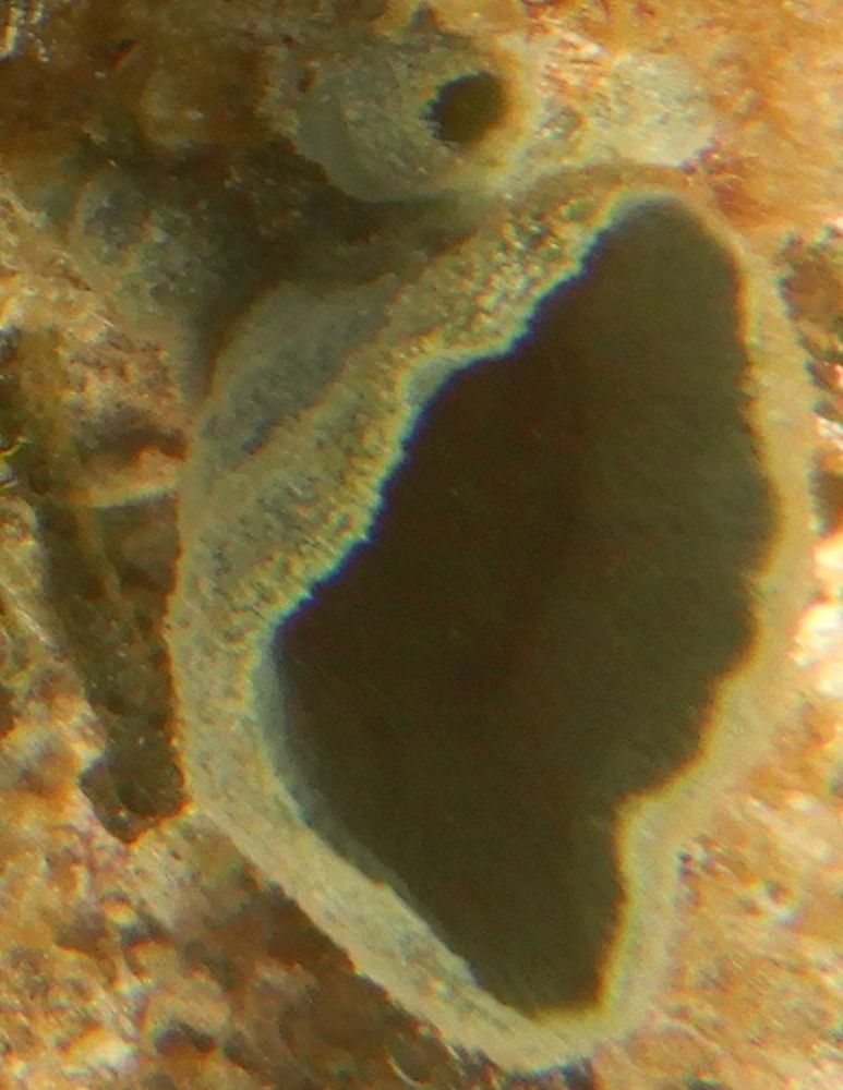 Barrel sponge specimen formed to coincidentally evoke the "poggers" emote. 