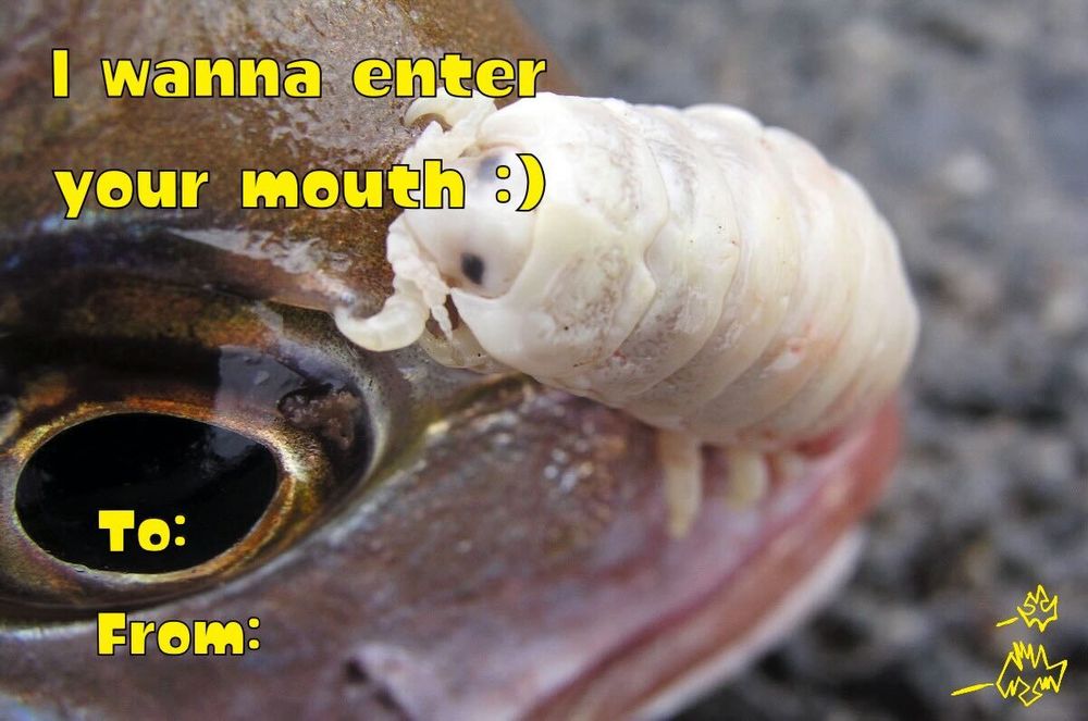 A parasitic isopod with the text "I wanna enter your mouth :)" 