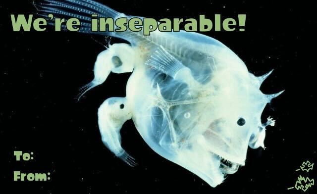 A fused anglerfish with the text "We're inseparable!" 
