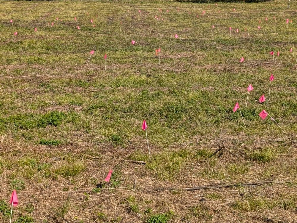 A mostly open grassy field with a line of trees in the distance. The field is dotted with numerous pink flags marking metal detector targets. Not visible is all the poison ivy covering the ground.
