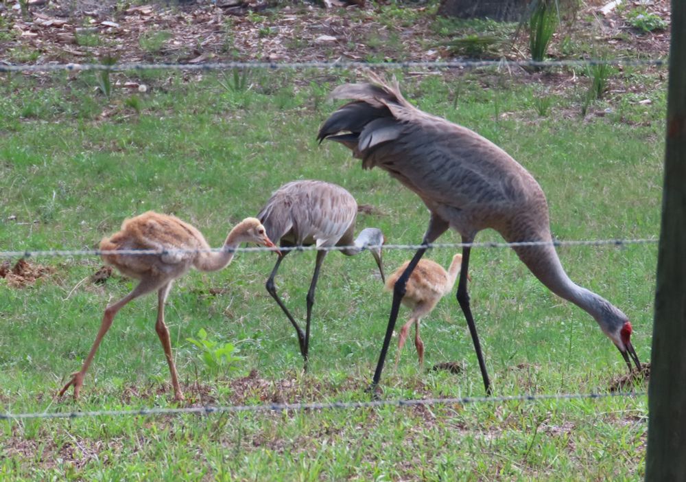 Two adult Sandhill cranes and two older juvenile sandhill crane colts foraging in a green grass field.