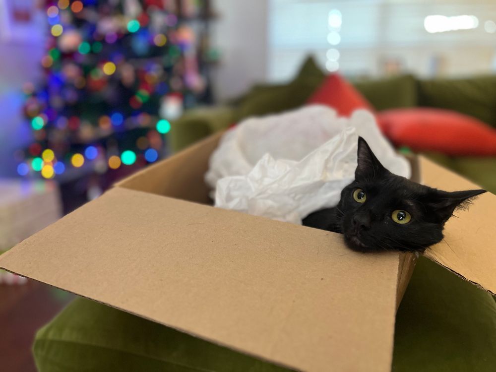 Black cat peeking out of box with lit up Xmas tree in the background