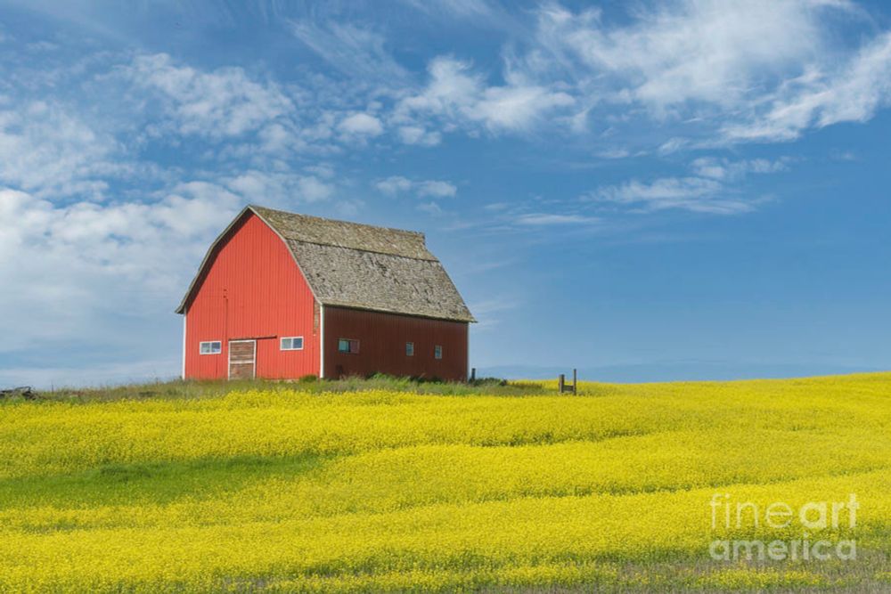 Red Barn In Mustard Field by Ava Reaves