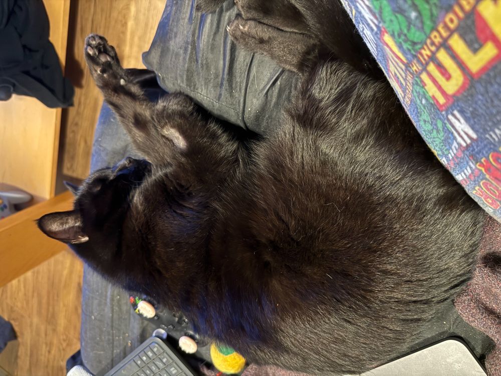 A black cat called Imhotep on a black background.