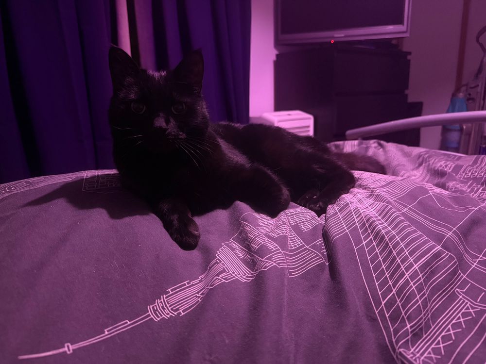 A black cat lies on a bed in a magenta lit room because it amuses me to have the light the same colour as the walls.