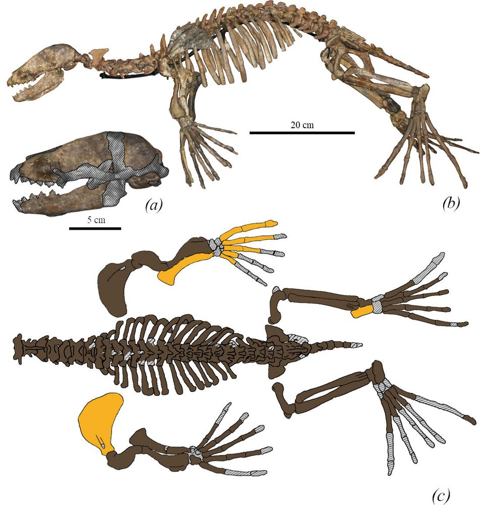 Three-dimensional models of the skeleton of M. pontica
