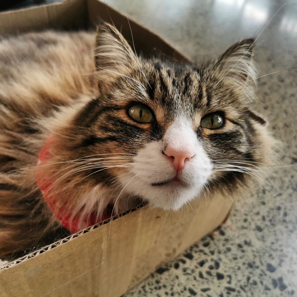 Fluffy cat sits in a box and looks towards the camera