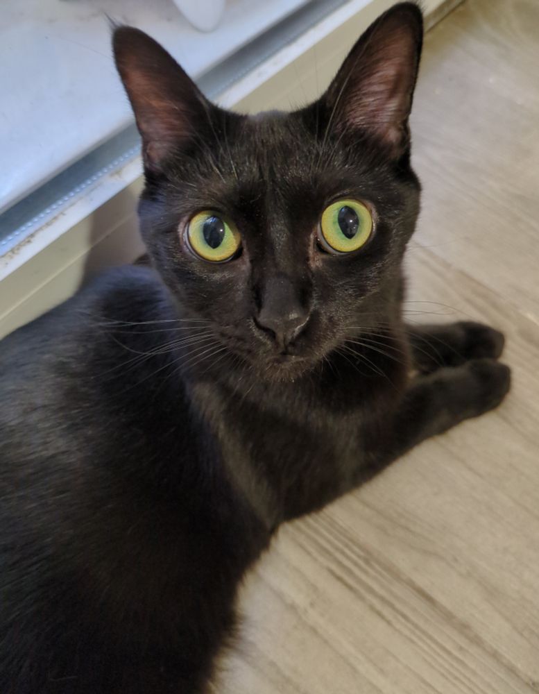 Gatita negra de pelo corto acostada en el suelo mirando a la cámara. Tiene ojos verdes y el centro es levemente azul. Tiene mini penachitos de pelito en las orejas