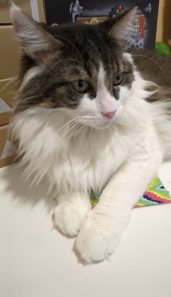 Gato grande, blanco y atigrado sobre el bordado de colorinchis, de fondo se ve la caja del booknook de Lego de Sherlock Holmes