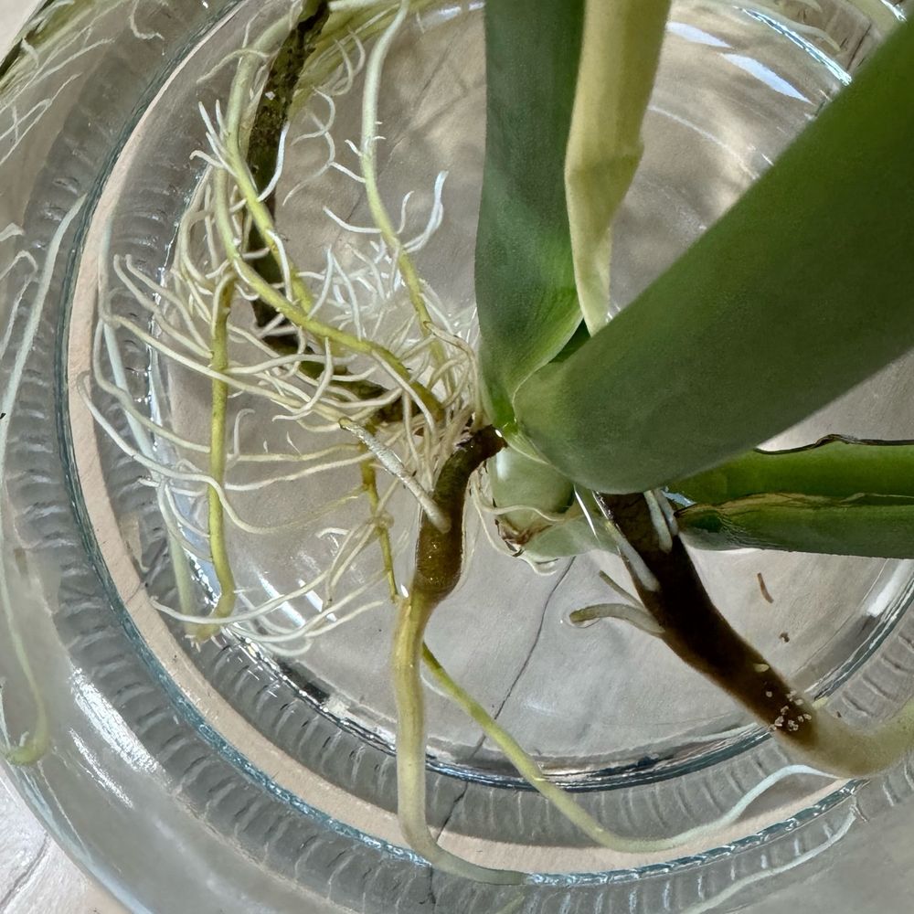 水栽培のモンステラの根