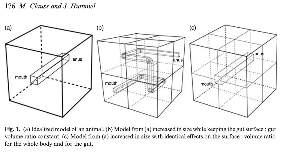 Figure from a paper with three cubes:

a) A cube with a rectangular cube connected labels "mouth" and "anus"
b) A cube with double the edge length The tube inside spirals around.
c) Another cube with all linear dimensions doubled, including straight tube.

Caption:
Fig. 1. (a) Idealized model of an animal. (b) Model from (a) increased in size while keeping the gut surface : gut
volume ratio constant. (c) Model from (a) increased in size with identical effects on the surface : volume ratio
for the whole body and for the gut.