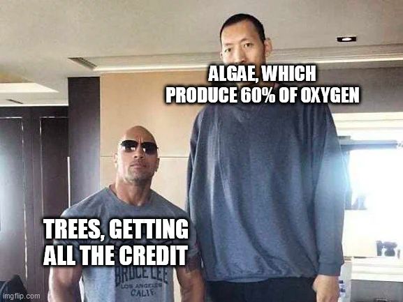 Dwayne The Rock (short): Trees, getting all the credit.
Sun (tall guy): Algae, which produce 60% of oxygen.