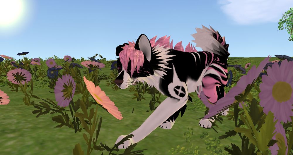 A black, pink and gray wolf character from the game feral-heart unleashed. The screenshot is of the character Ava who is posed to smell the flowers in the game.
