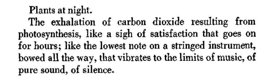 Plants at night.
The exhalation of carbon dioxide resulting from photosynthesis, like a sigh of satisfaction that goes on for hours; like the lowest note on a stringed instrument, bowed all the way, that vibrates to the limits of music, of pure sound, of silence.