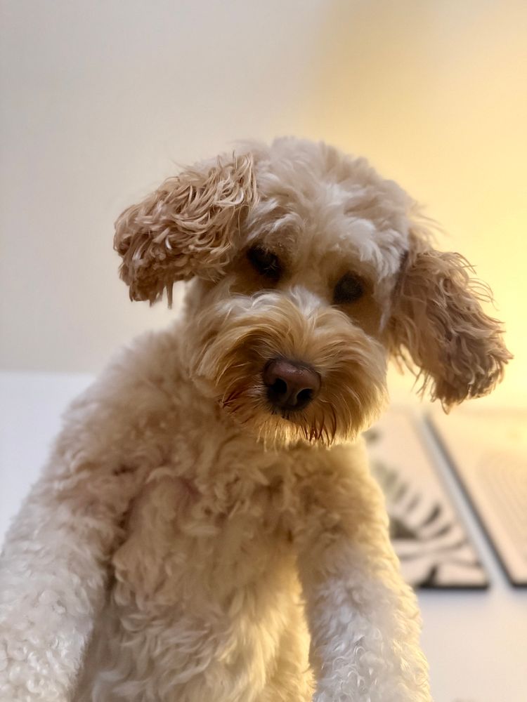 Milo looking down on me. 