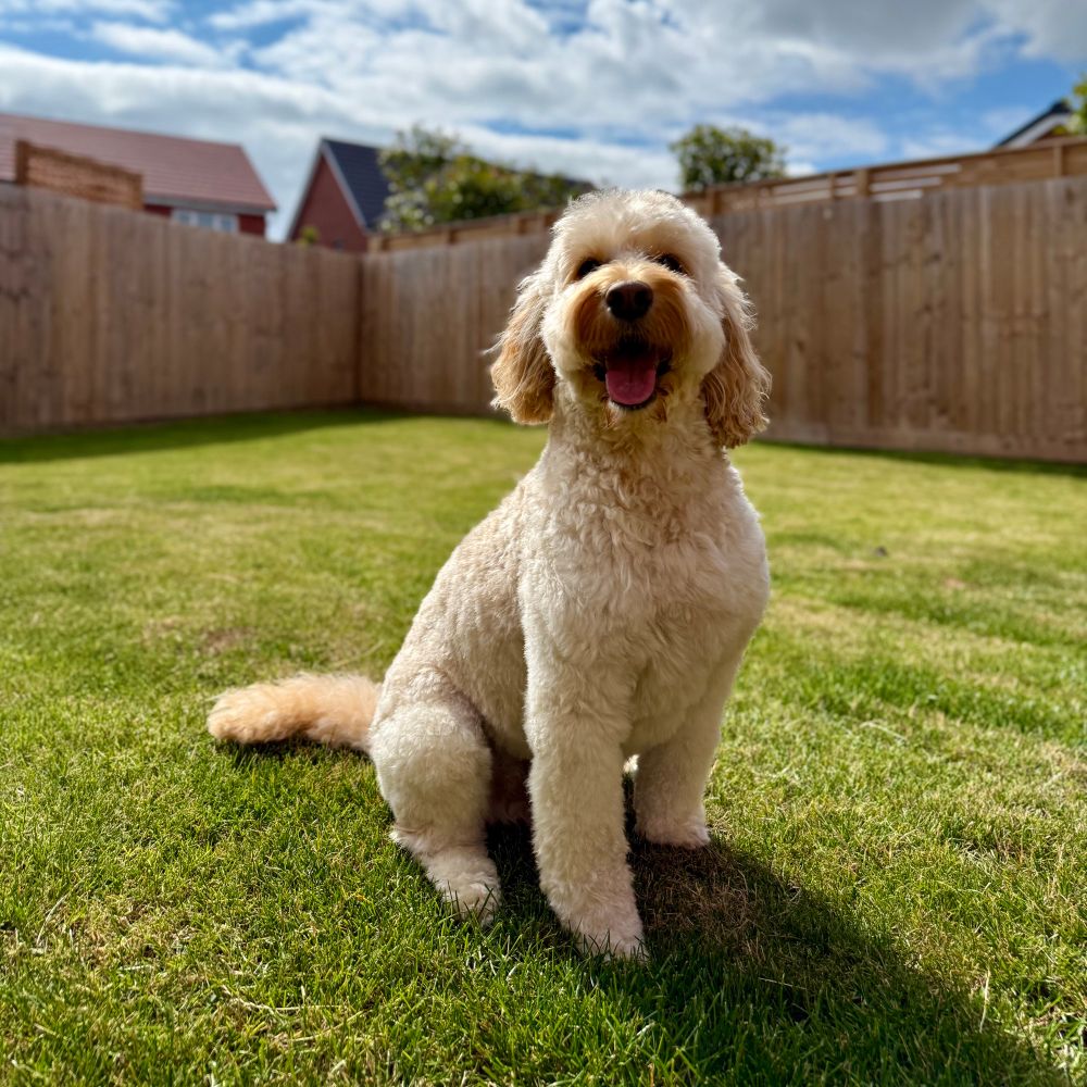 Milo