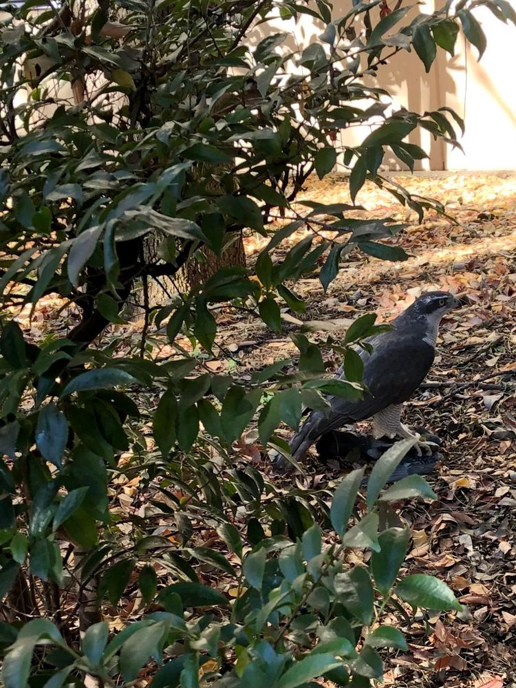 公園のしげみの奥にいた、しっかりと鉤爪を食い込ませドバトを捕まえているオオタカ