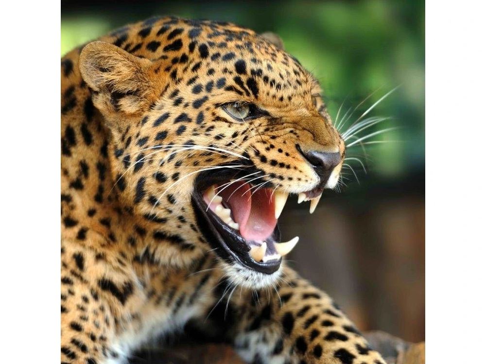 Comment image