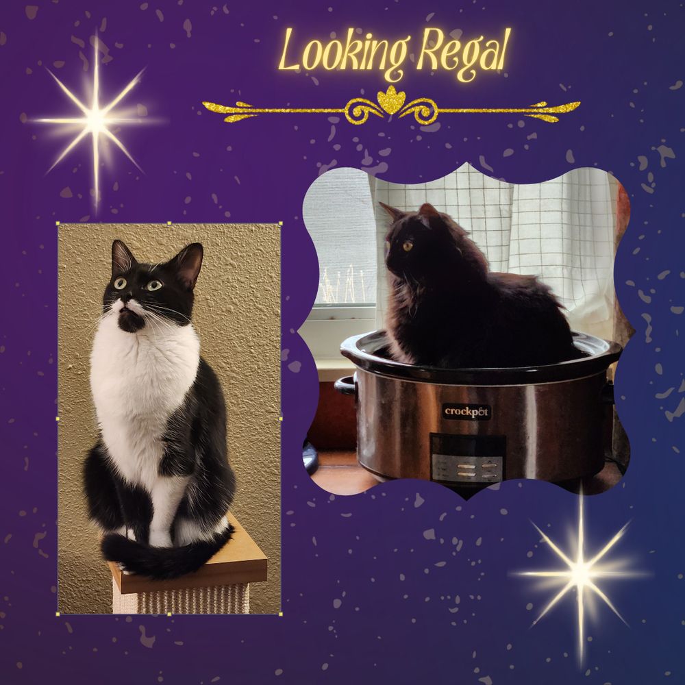 On the left: a black and white cat sitting on a post and looking up and to the left.
On the right: a dignified fluffy black cat sitting in a crock pot and looking to the left.