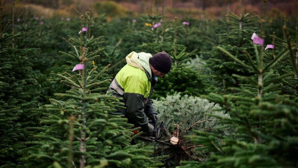 Weihnachtsbaumerzeuger im Sauerland starten in Saison