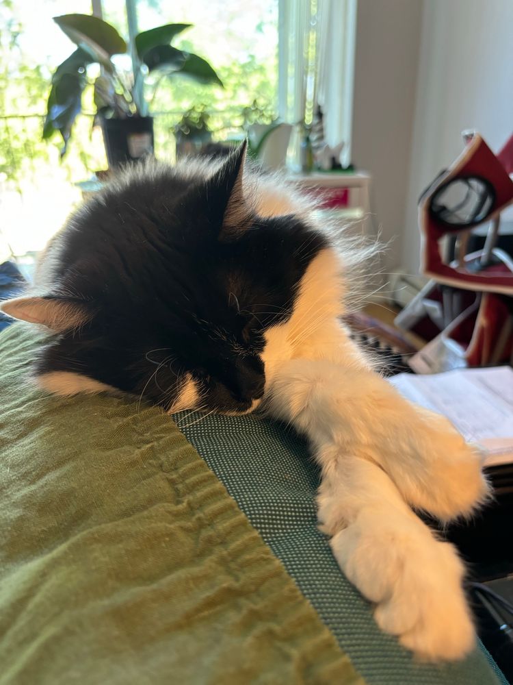 On a green couch a black and white floofy cat sleeps with her two front paws stretched out in front of her crossed 