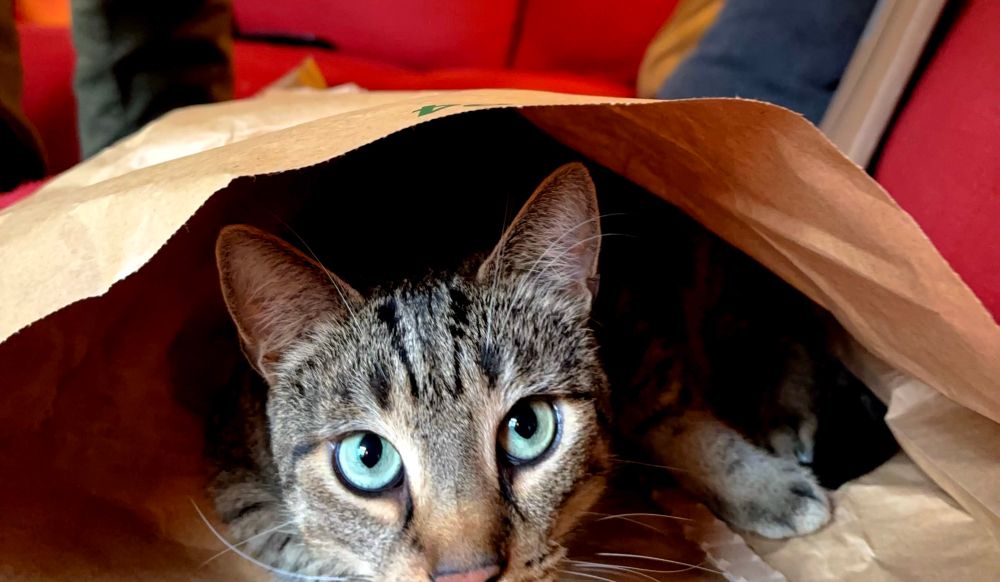 Kater schaut aus amazon-Tüte