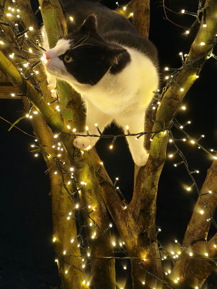 Mica in the tree with decorations 
