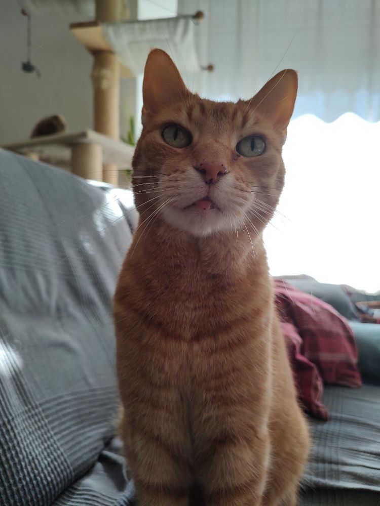 Simba 🌈 in his home😻