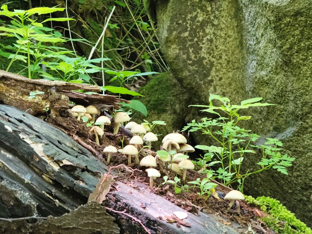 Mushrooms growing on an old tree trunk 