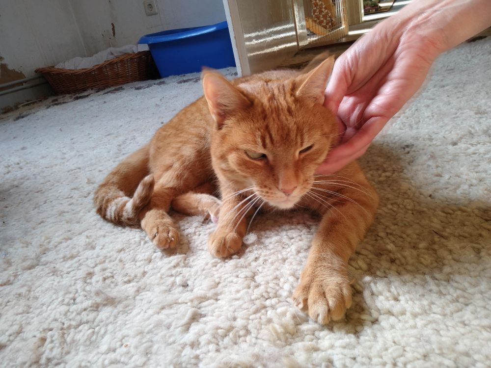 Simba🌈 in the shelter 