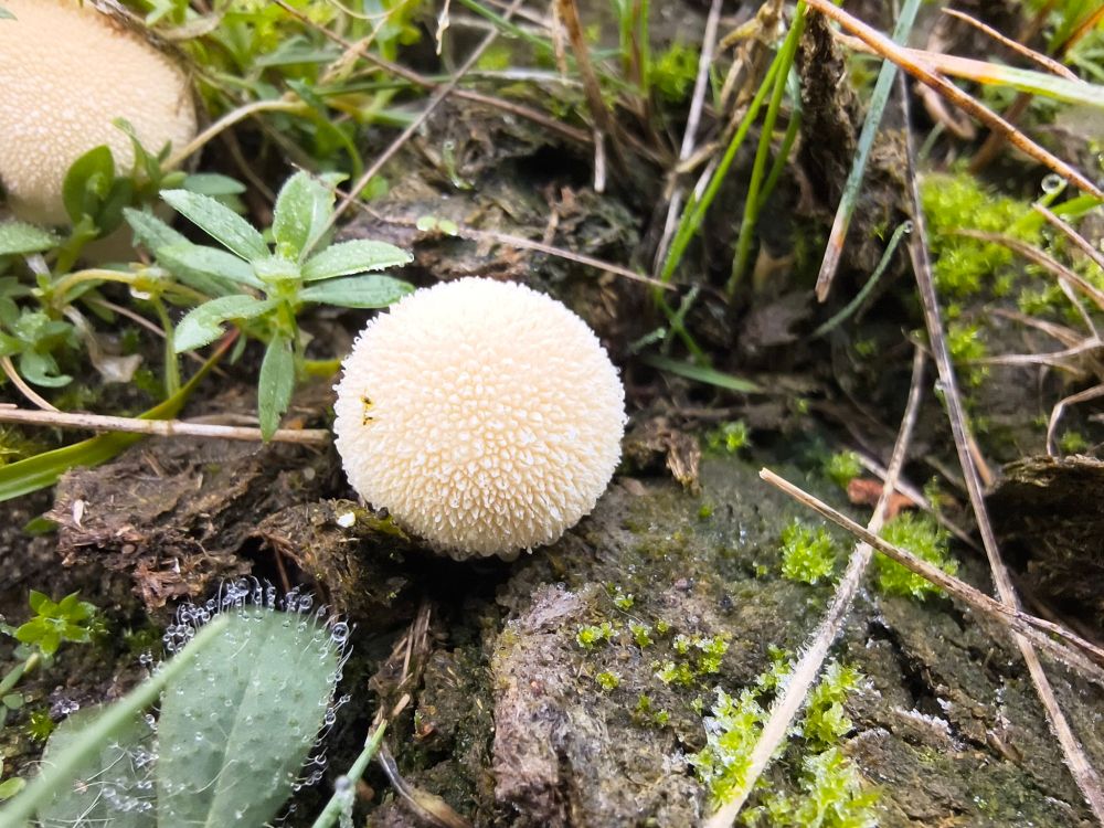 A mushroom from the puffball family 
